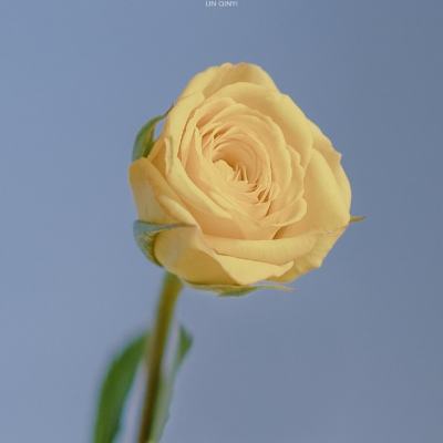斩灵决游戏